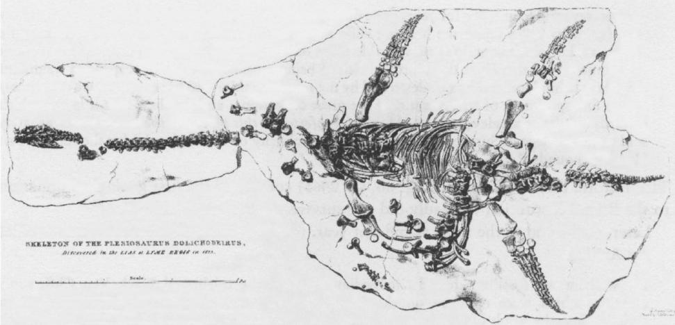 Anning plesiosaur 1823