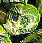 brussels_sprout